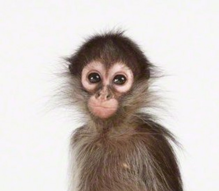 Baby monkey with spiked hair